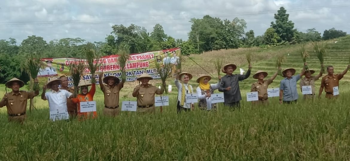 Gubernur Lampung Akan Kembangkan Pola Tanam Padi Kota Metro