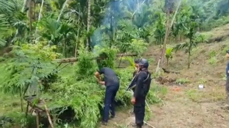 Mengejutkan! Polda Lampung Temukan 6.28 Hektare Ladang Ganja, Ini Lokasinya