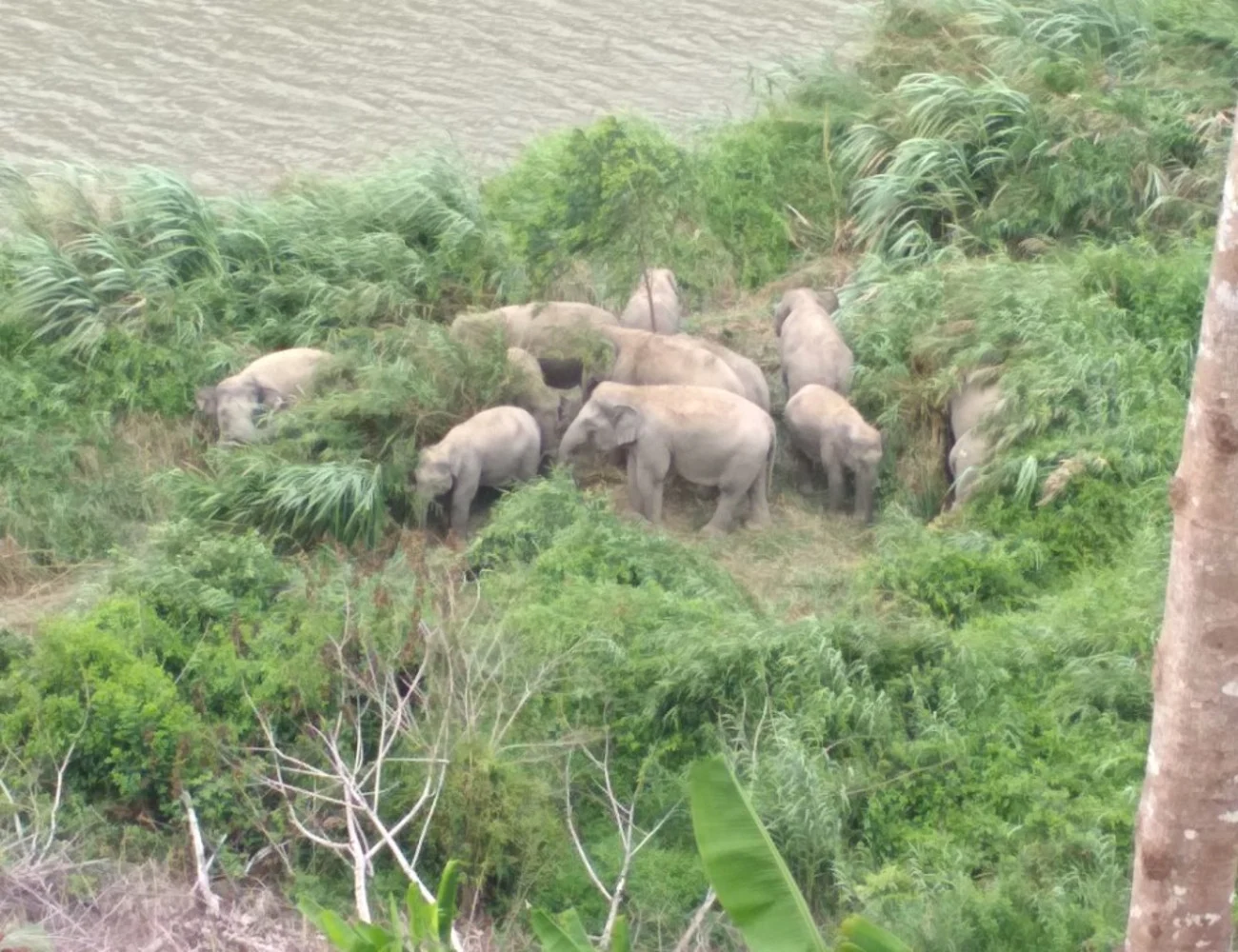 Gajah Liar Masuk Pemukiman Warga di Lambar, Rusak Tanaman Warga