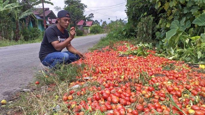 Tomat Sebanyak 1,5 Ton Dibuang di Jalanan Pekon Sebarus Lampung Barat, Ada Apa?