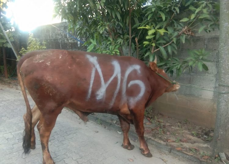 Mingrum Gumay Serahkan Hewan Kurban Sapi Melalui DPD PDI Perjuangan Lampung