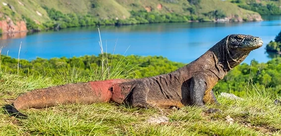 Pemerintah Resmikan Harga Tiket Masuk Pulau Komodo Naik Jadi Rp3.75 Juta