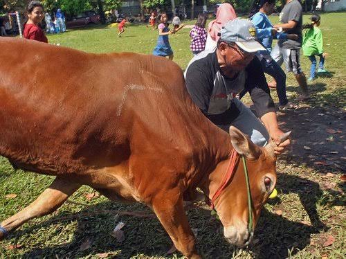 Gegara Hewan Ternak Ngamuk, Nyawa Pria Ini Tak Tertolong dengan Luka Sekujur Tubuh
