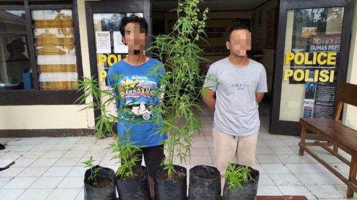 Berkebun Ganja untuk Konsumsi Pribadi, Pria Asal Lampung Barat Diamankan Polisi