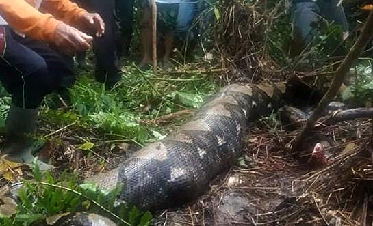 Wanita Ini Tewas Dimakan Ular Sepanjang 7 Meter Saat Bertani Karet Dikebunnya Sendiri