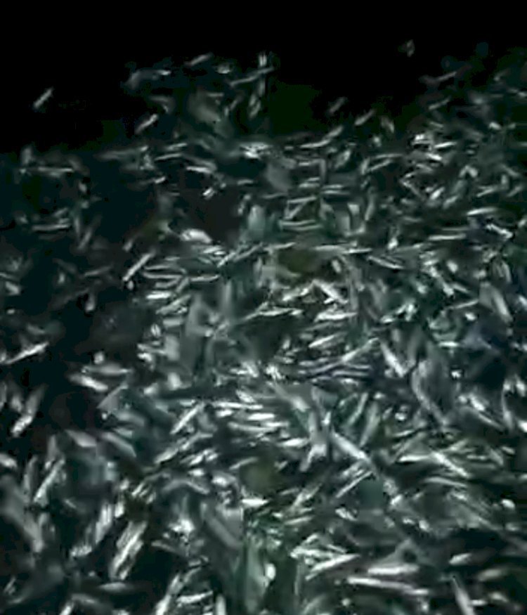 Pertanda Apa? Ribuan Ikan Tanjan Naik Kepinggir Pantai Panjang Bandar Lampung