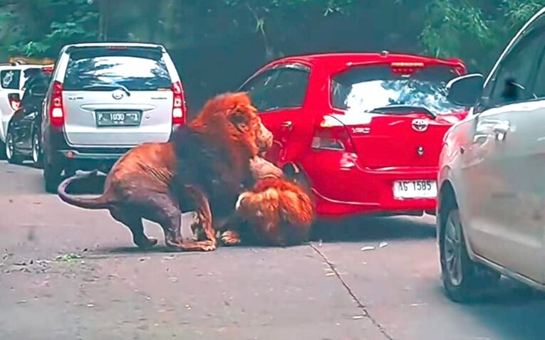 Viral ! Video Mobil Pengunjung Taman Safari Ditabrak Singa yang Sedang Kejar-Kejaran