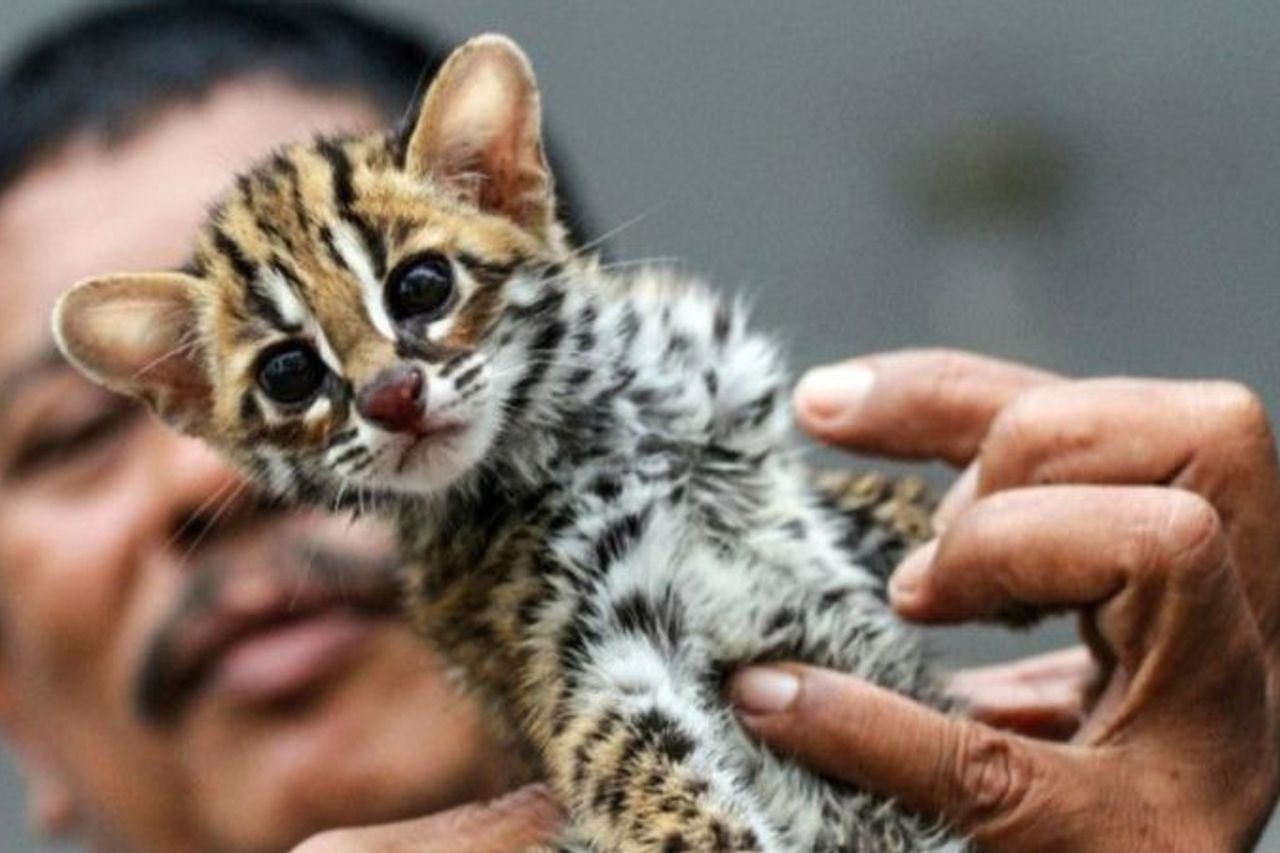 Waduh ! Seekor Kucing Hutan yang Dilindungi Diselundupkan dari Sumsel ke Lampung