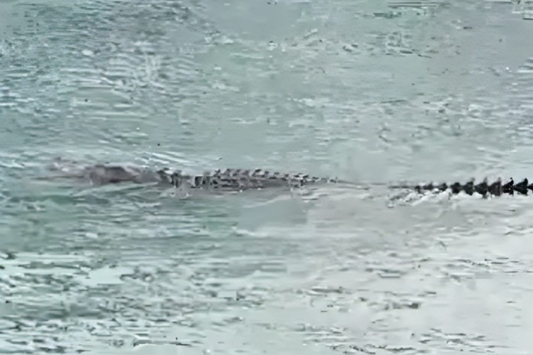 Seekor Buaya Sering Muncul dan Mengkhawatirkan Warga Kalianda dan Rajabasa