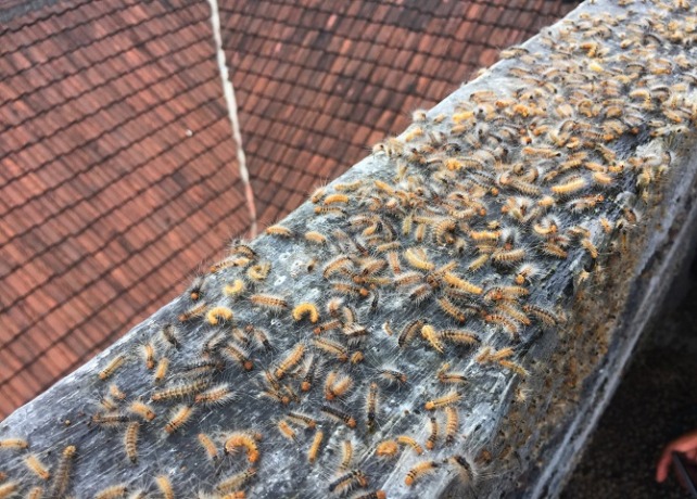 Sudah Dua Minggu Ribuan Ulat Serang Permukiman Warga di Pesisir Barat