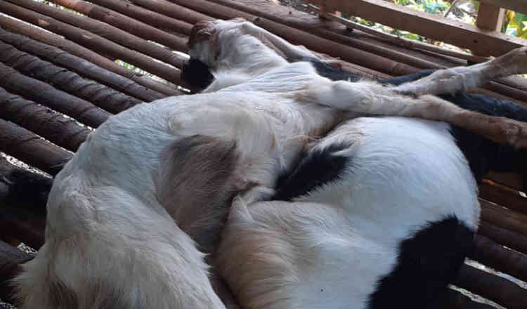Sebanyak 17 Kambing Mati di Lampung Tengah Diduga Terpapar PMK