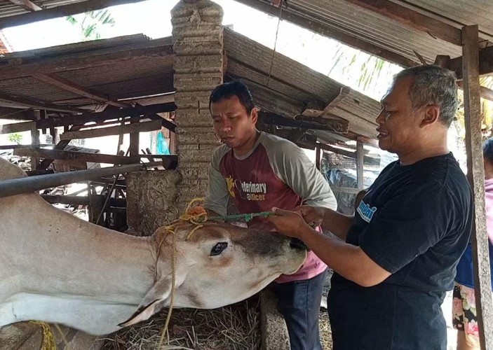 Waduh ! 50 Sapi di Tulangbawang Terjangkit Penyakit LSD