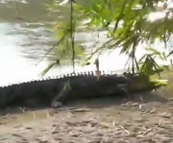Warga Tanggamus Dihebohkan Kemunculan Buaya Sepanjang 4 Meter di Sungai Way Semaka