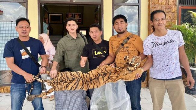 Hendak Menjual Kulit Harimau, 3 Pelaku Ditangkap di Jambi, Harganya Tembus Rp 70 Juta