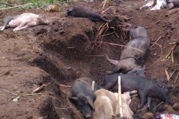 Diduga karena Virus Kolera, Ratusan Ekor Babi Mati di Buleleng
