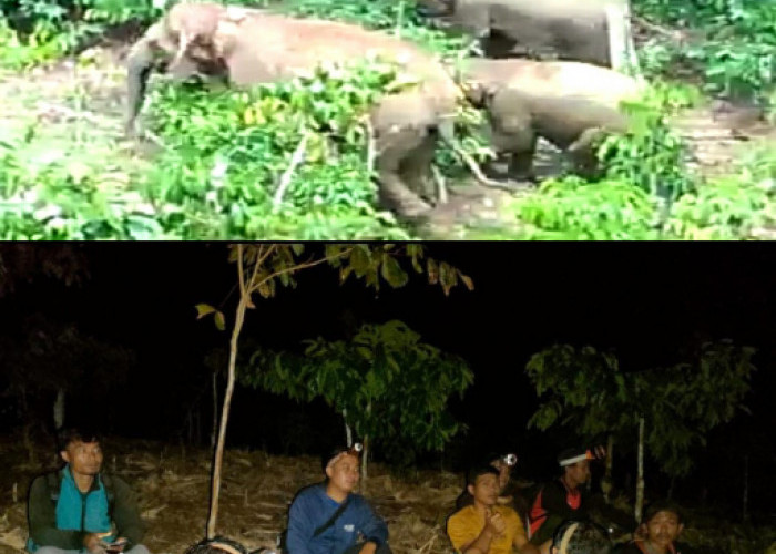 Gajah Liar kembali Masuk Perkebunan dan Pemukiman Warga di Sedayu Tanggamus