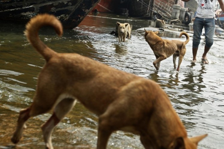 Tiga Anak di Tanggamus Alami Luka Serius Karena Diserang Anjing Liar