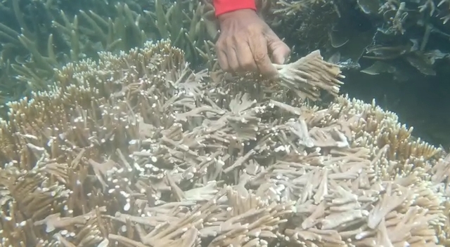 Waduh ! Terumbu Karang di Karimunjawa Rusak Akibat Dihantam 14 Kapal