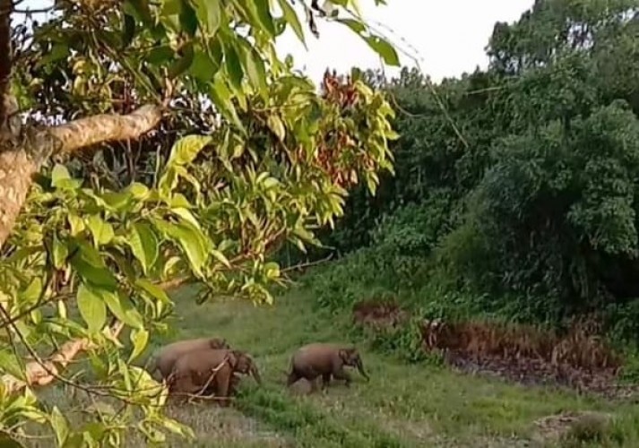 Kawanan Gajah Liar Masuk ke Wilayah Pemukiman Warga di Pesibar, Rusak Rumah dan Kebun Warga