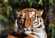 Tragedi di Taman Nasional Bukit Barisan Selatan: Petani Tewas Diterkam Harimau Sumatera