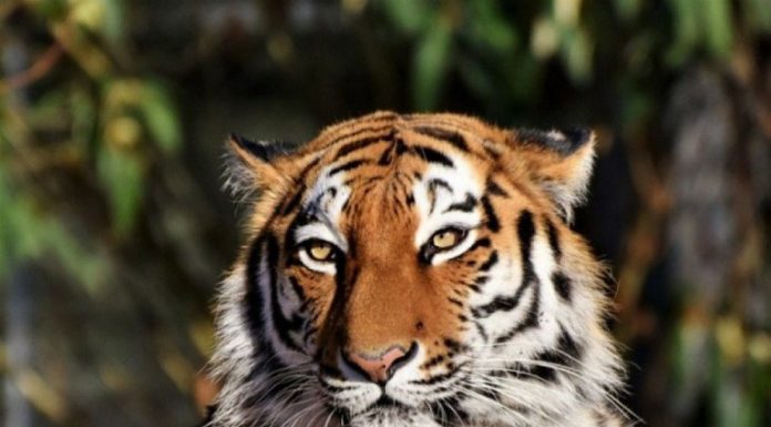 Tragedi di Taman Nasional Bukit Barisan Selatan: Petani Tewas Diterkam Harimau Sumatera