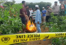 Penemuan Mayat Seorang Guru Perempuan di Ladang Singkong Gegerkan Warga Tulang Bawang