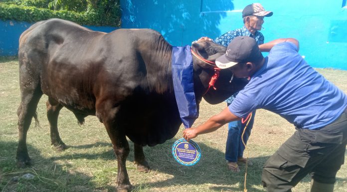Walikota Bandar Lampung, Eva Dwiana Salurkan 93 Hewan Qurban