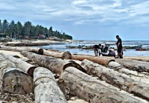 Ribuan Kayu Gelondongan Terdampar di Pesisir Barat Lampung, Aparat Telusuri Asal-Usul dan Legalitasnya