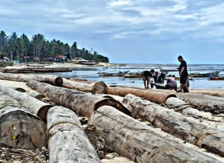 Ribuan Kayu Gelondongan Terdampar di Pesisir Barat Lampung, Aparat Telusuri Asal-Usul dan Legalitasnya