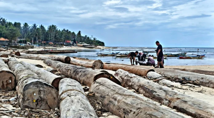 Ribuan Kayu Gelondongan Terdampar di Pesisir Barat Lampung, Aparat Telusuri Asal-Usul dan Legalitasnya
