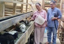 Purna PMI Sukses Bangun Peternakan Domba