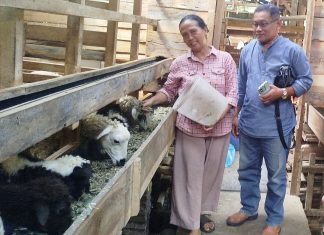 Purna PMI Sukses Bangun Peternakan Domba