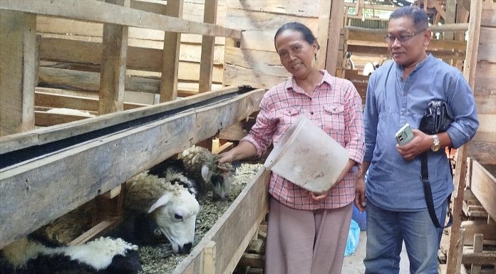 Purna PMI Sukses Bangun Peternakan Domba